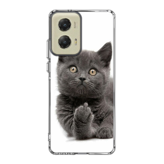 Finger British Shorthair Cat Motorola Moto G Stylus 5G 2024 Case