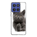 Finger British Shorthair Cat Motorola Moto G Stylus 2025 Case